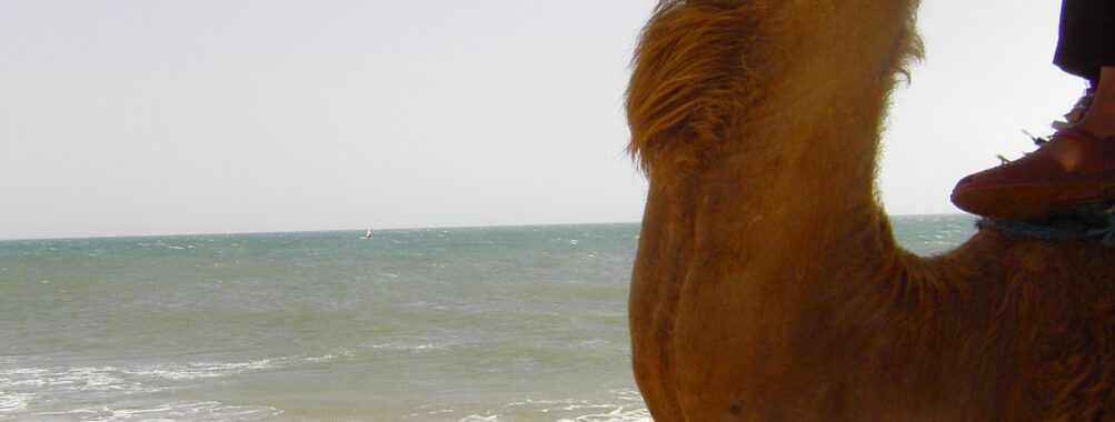 Essaouira surfing lesson in with local instructor Review