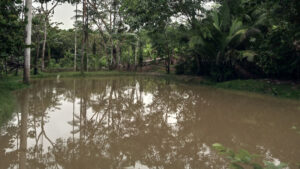 Estanque BUHO AMAZONAS