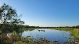 Estero Llano Grande State Park