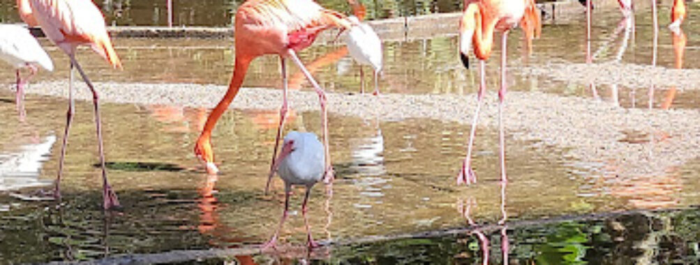 Flamingo Gardens Travel Forum Reviews