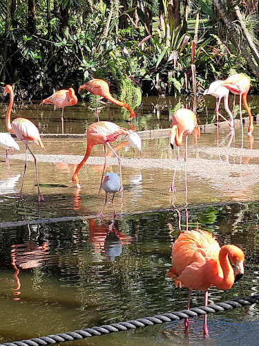 Flamingo Gardens