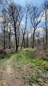 Forêt de Sénart Montgeron