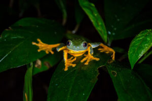 Frog Pond Ranario