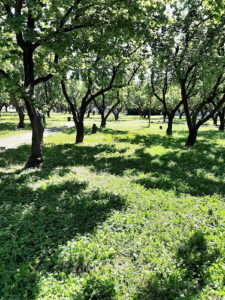 Giardini di infanzia