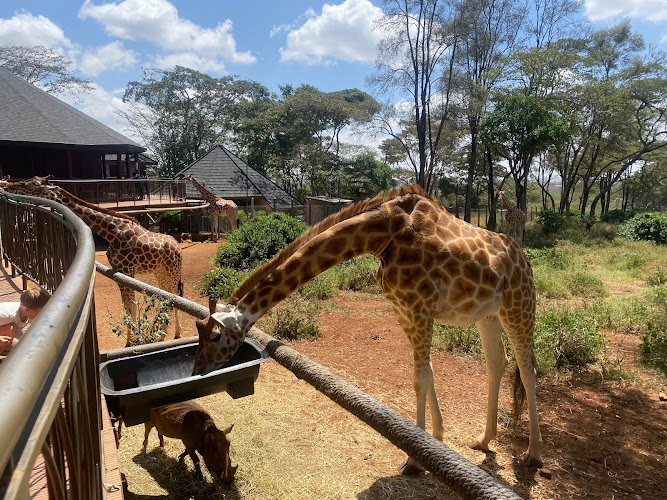 Giraffe Centre Reviews & Ratings: What to Know for Visiting