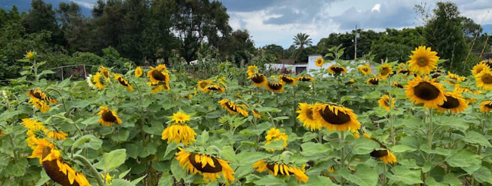 Girasoles de Antigua Travel Forum Reviews