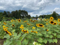 Girasoles de Antigua Travel Forum Reviews