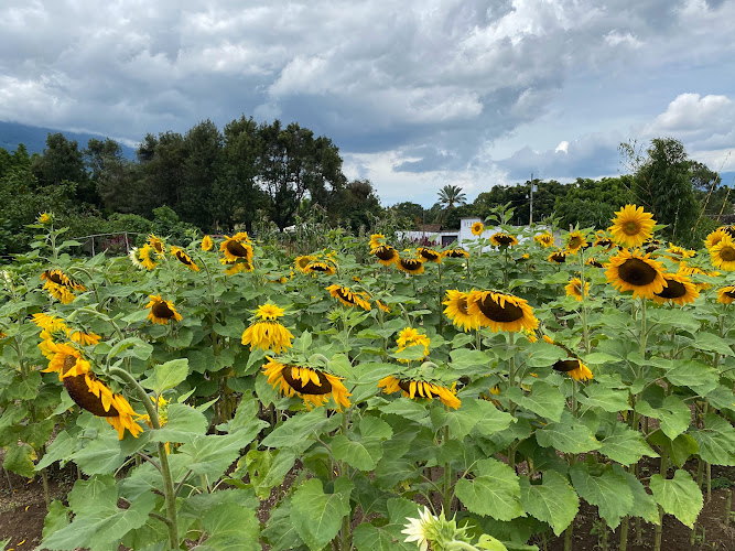 Girasoles de Antigua Travel Forum Reviews