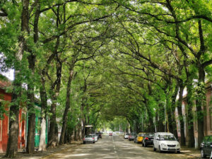 Green Tunnel - Zeleni Tunel