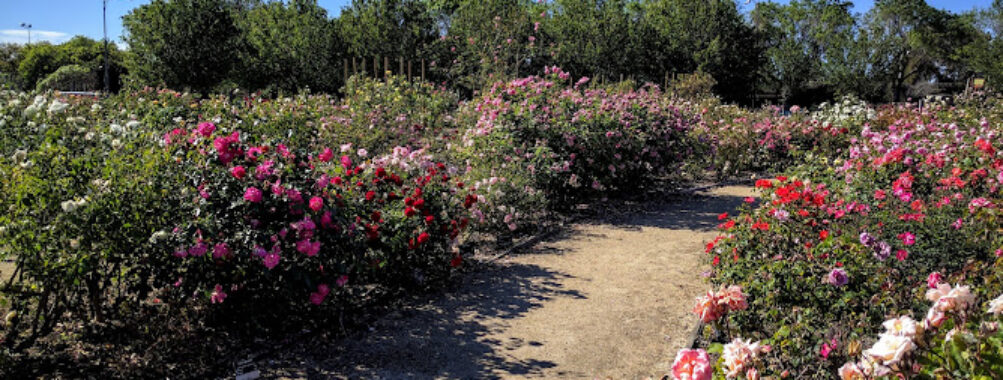 Guadalupe Gardens Heritage Rose Garden Travel Forum Reviews