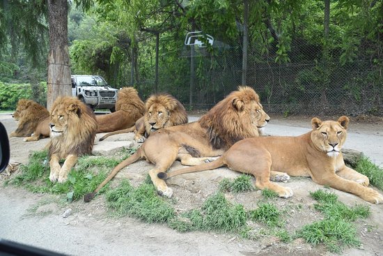 Gunma Safari Park