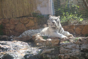 Haifa Zoo