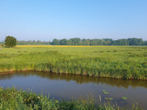 Hollandsche Biesbosch