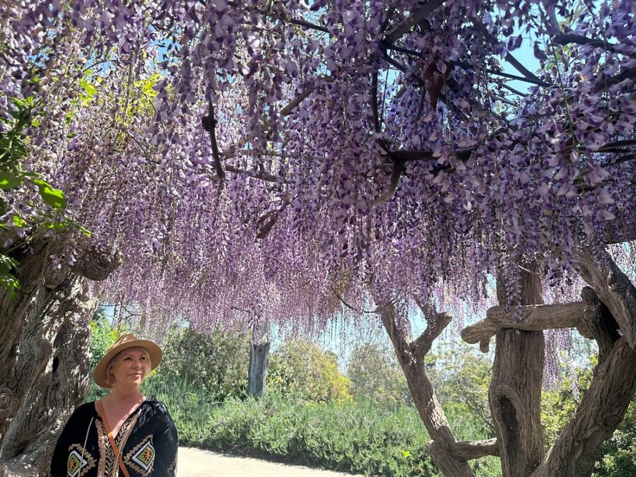 Blooms at the Huntington Gardens