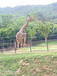 Indira Gandhi Zoological Park