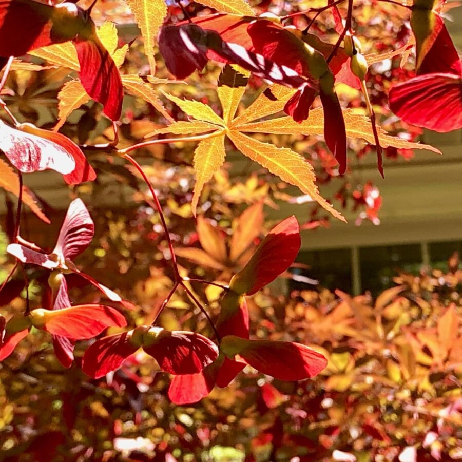 Japanese maple tree at Bluegrass Botanical Garden