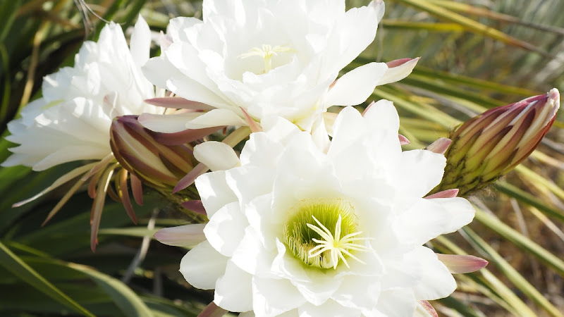 Jardí Botànic Tropical Paratge Pinya de Rosa