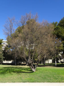 Jardí del Túria - Tram IV