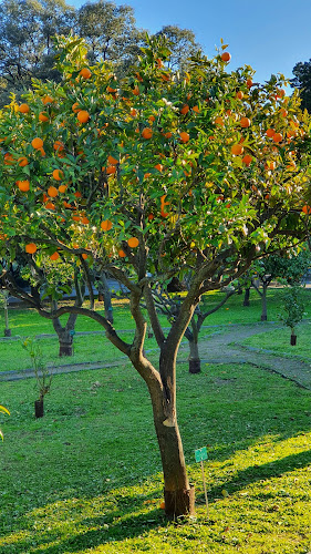 Jardin d’agrumes du Palais Carnolès