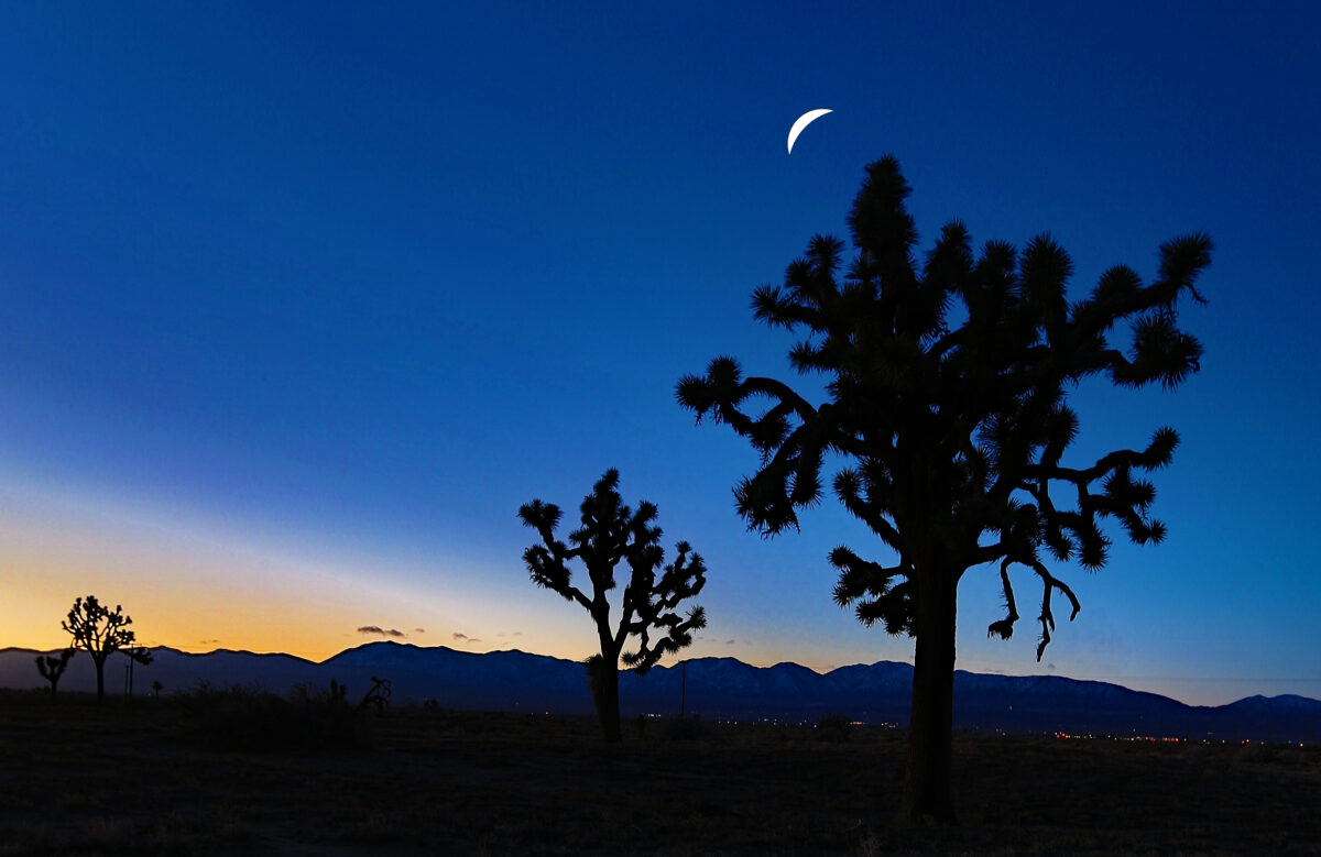 Joshua Tree And Palm Springs Self-Guided Driving Audio Tour Review