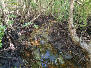 Jozani Forest National Park Mangrove Walk