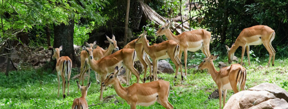 KWS-Kisumu Impala Sanctuary Travel Forum Reviews