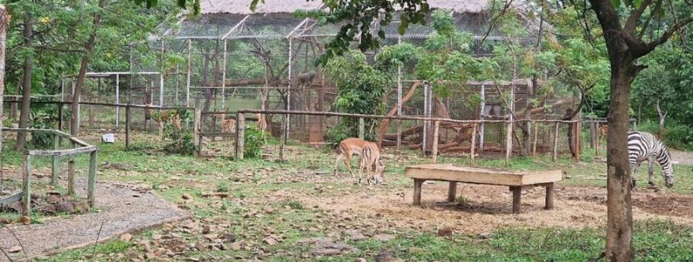 KWS-Kisumu Impala Sanctuary