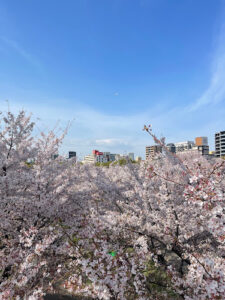 Kema Sakuranomiya Park