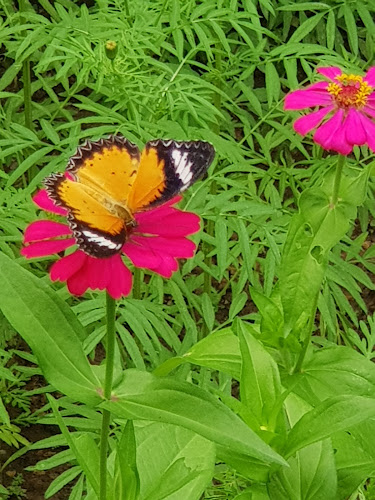 Kep Butterfly Garden