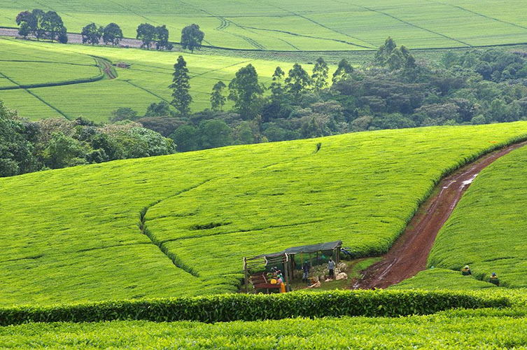 Kericho