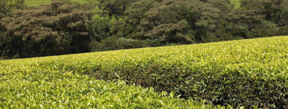 Kericho Tea Estate Travel Forum Reviews