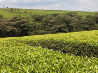 Kericho Tea Estate Travel Forum Reviews