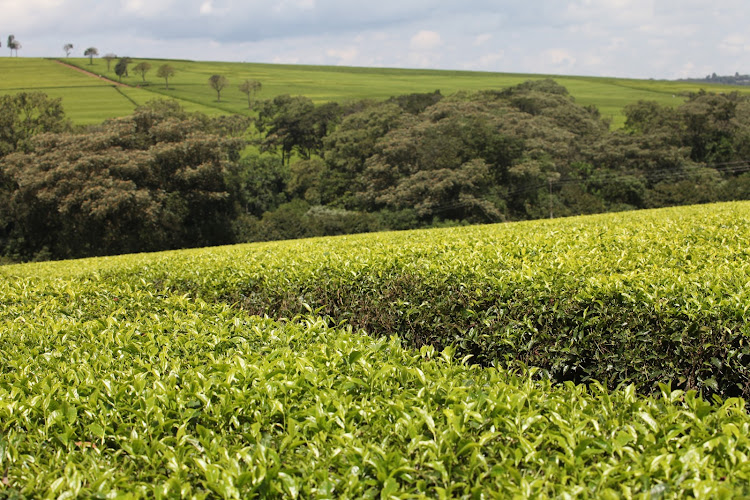 Kericho Tea Estate