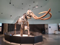 La Brea Tar Pits and Museum Travel Forum Reviews