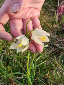 Labro Meadows