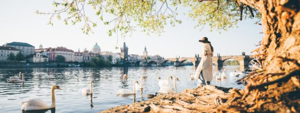 Lady tourist feeding white swans at Vltava river in Prague