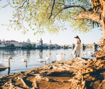 Lady tourist feeding white swans at Vltava river in Prague