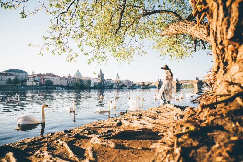 Lady tourist feeding white swans at Vltava river in Prague