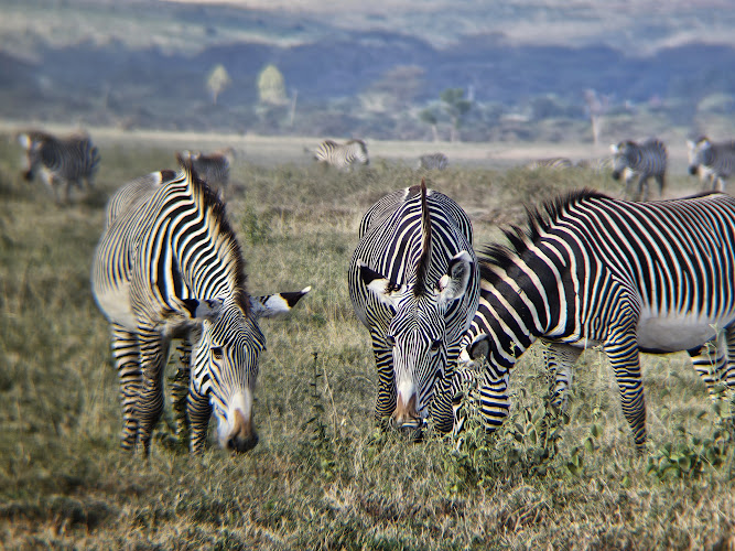 Lewa Wildlife Conservancy