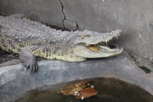 Living Museum (Bujumbura Zoo)