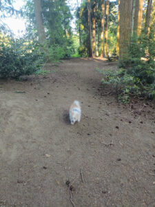 Loganberry Lane Park