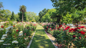 McKinley Rose Garden