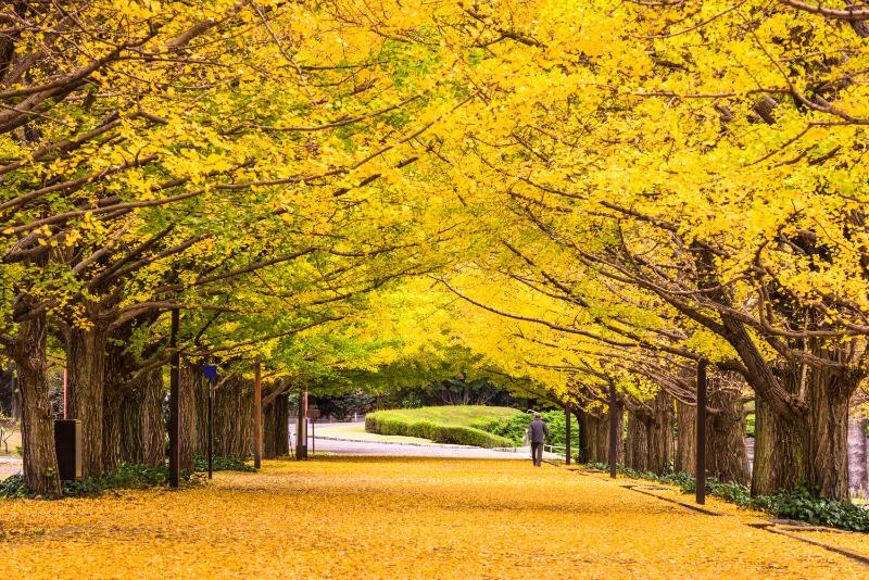 Meiji Jingu Gaien Ginkgo Avenue