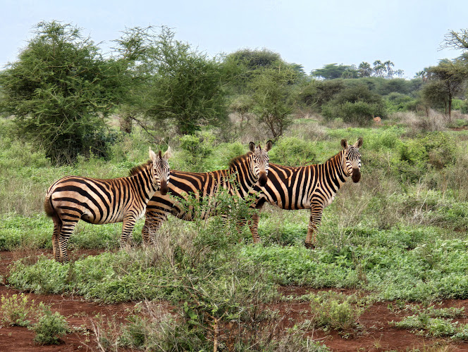 Meru National Park