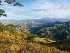 Mindoro Pines