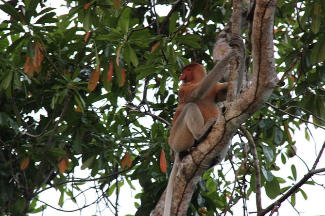 Monkey in a tree in Borneo forest