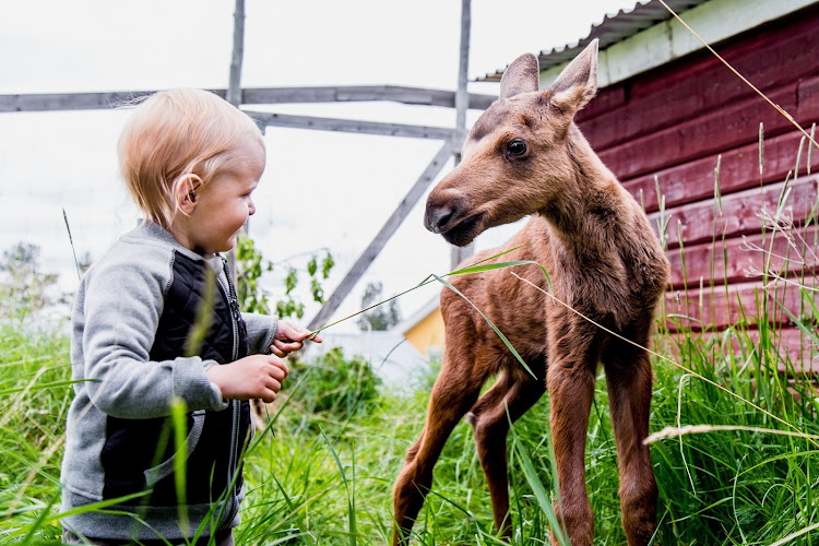 Moose Garden