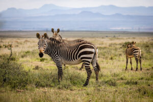 Mountain Zebra National Park