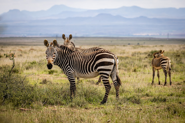 Mountain Zebra National Park