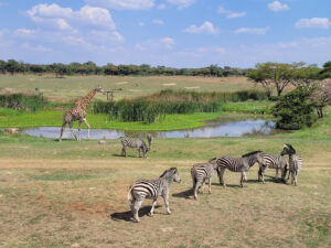 Mukuvisi Woodlands